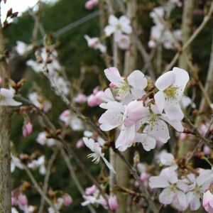 Prunus 'Pandora' 16-18 EHS